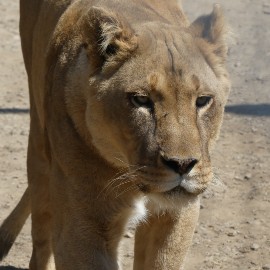 A lioness walking across a muddy enclosure, eyes looking straight ahead