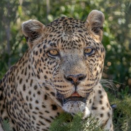 A close-up portrait of a stunning leopard, gazing directly into the camera lens