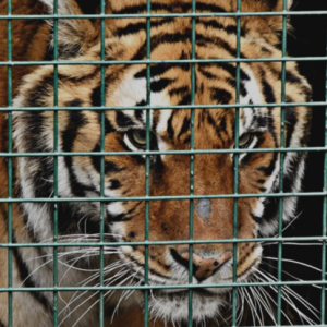 A tiger stares miserably out through a cage. It has a cut on its nose