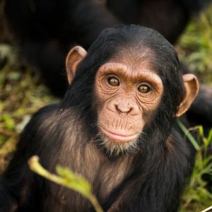 Close up of the face of a young chimpanzee looking at the camera