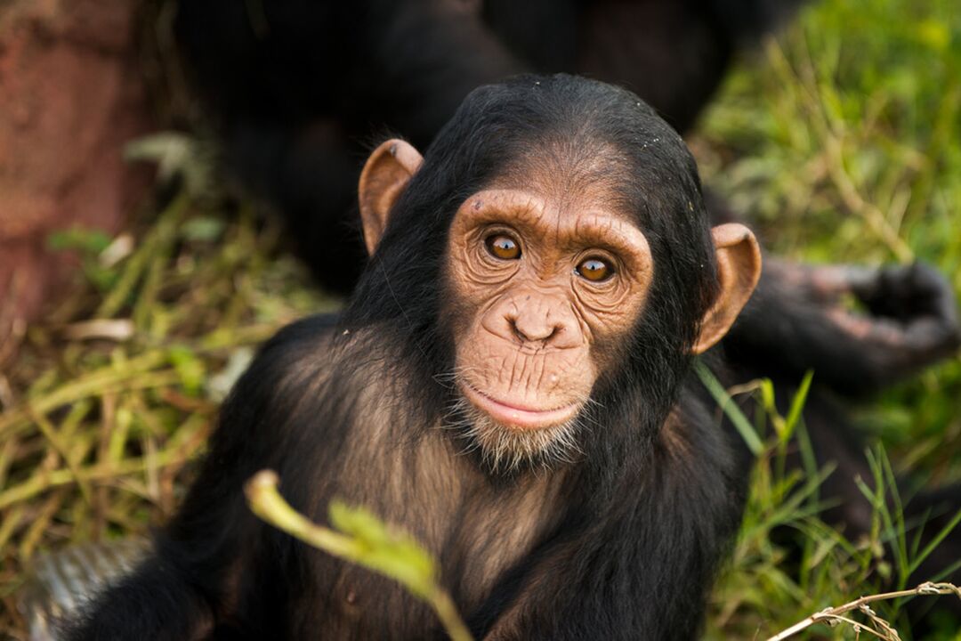 Close up of a baby chimpanzee looking at the camera