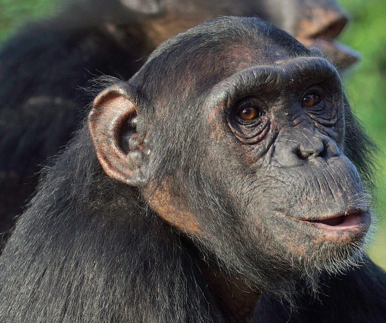 A young chimpanzee looks towards the camera with a second chimpanzee sat behind her