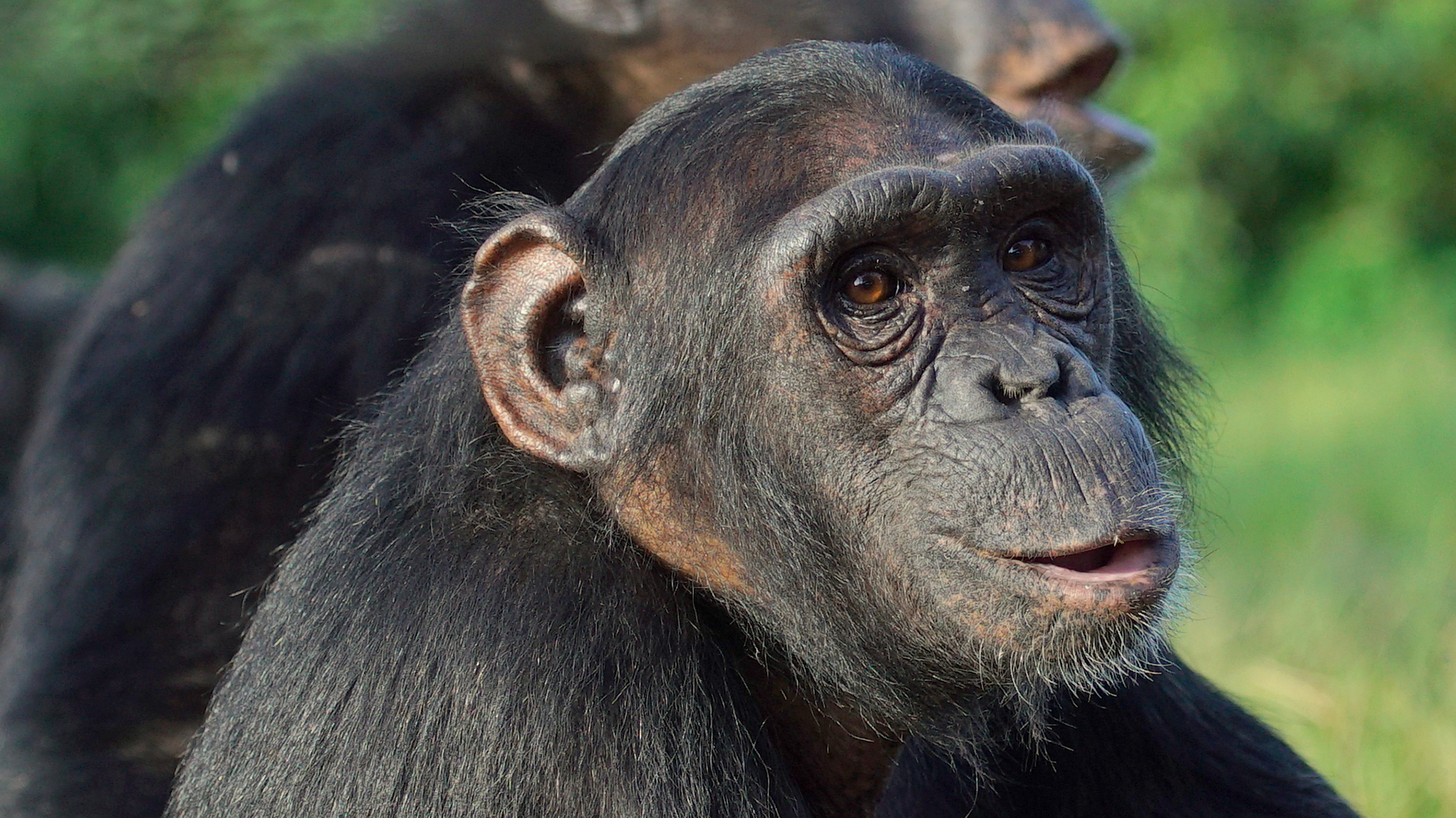 A young chimpanzee looks towards the camera with a second chimpanzee sat behind her