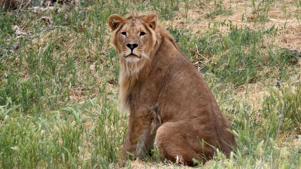 A male lion is sitting on its haunches