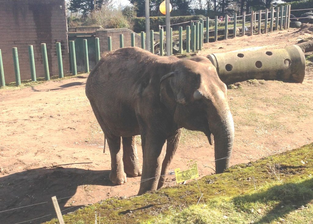 An elephant with skin problems