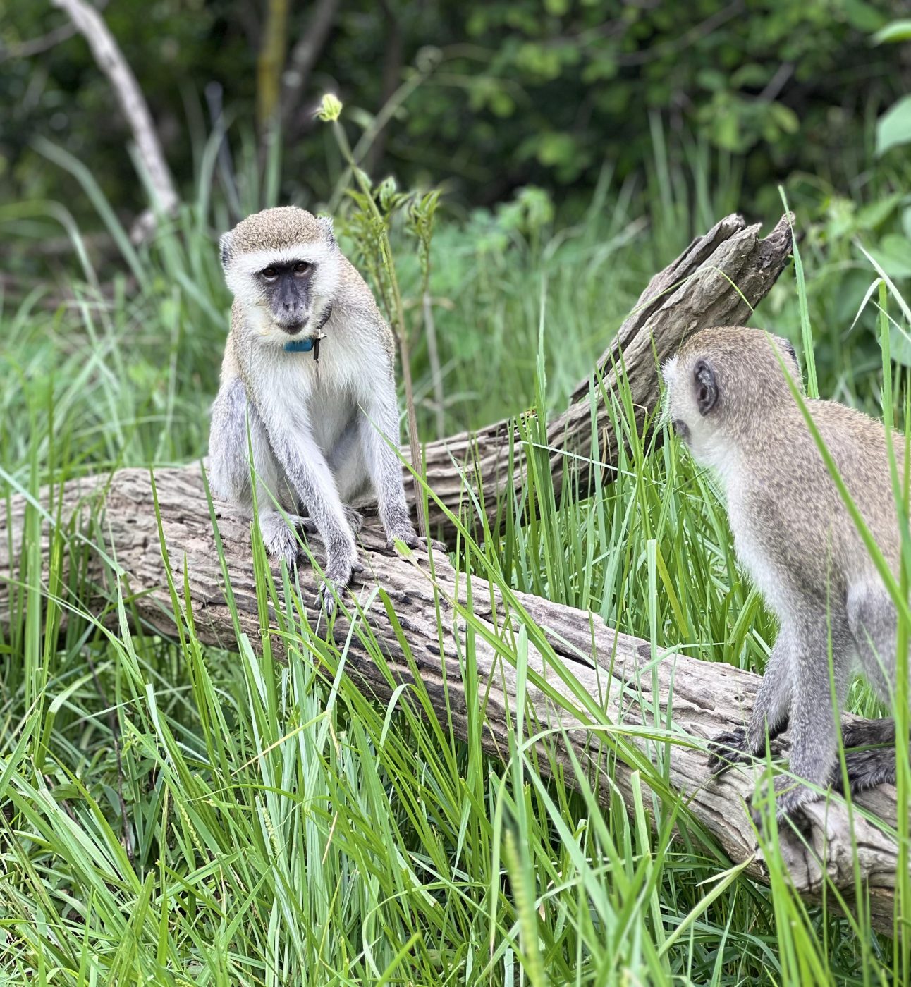 Two vervet monkeys sit on a log facing each other, in grassy surroundings