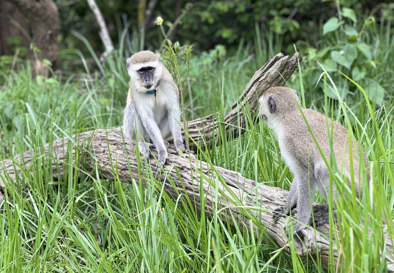 Two vervet monkeys sit on a log facing each other, in grassy surroundings