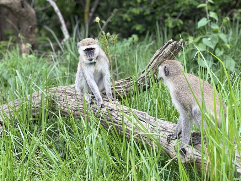 Zambia Primate Project Gallery