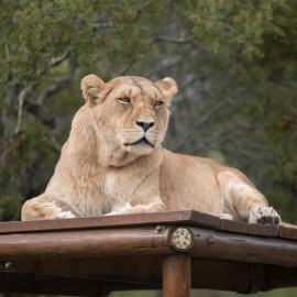 A serene looking lioness reclining on a wooden viewing platform, with natural trees and shrubs in the background