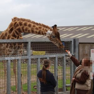 Two giraffes in a pen being fed carrots over the gate