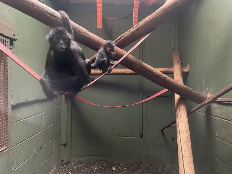 Spider monkeys in an indoor enclosure at Safari Zoo, Cumbria (c) Born Free