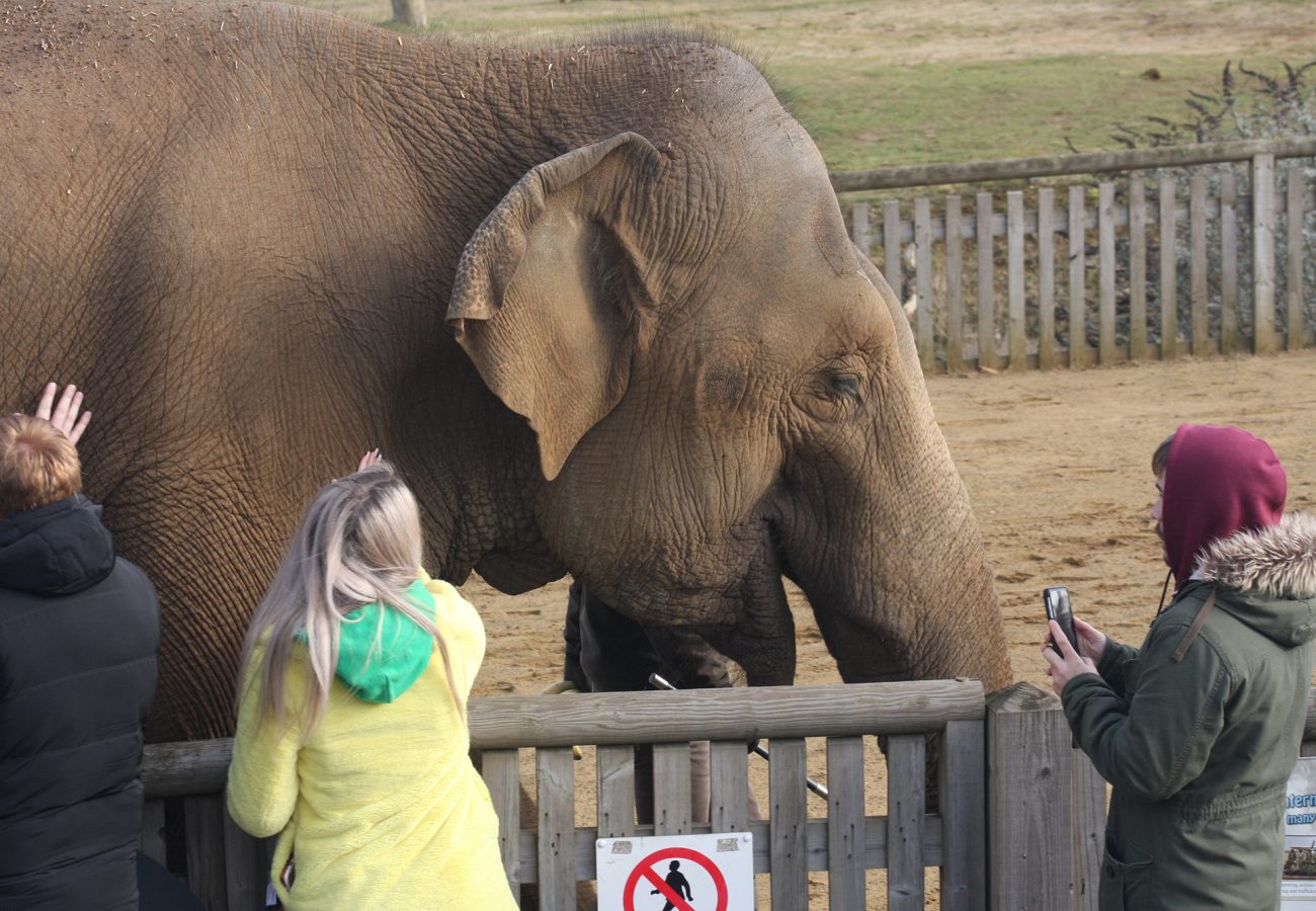 An elephant stands behind a low fence, three people are stood on the near side of the fence reaching out to touch the elephant