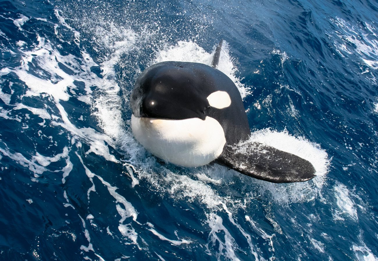 A young orca whale in the sae