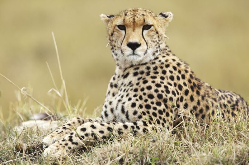 Cheetah | Facts about cheetahs you need to know - Born Free