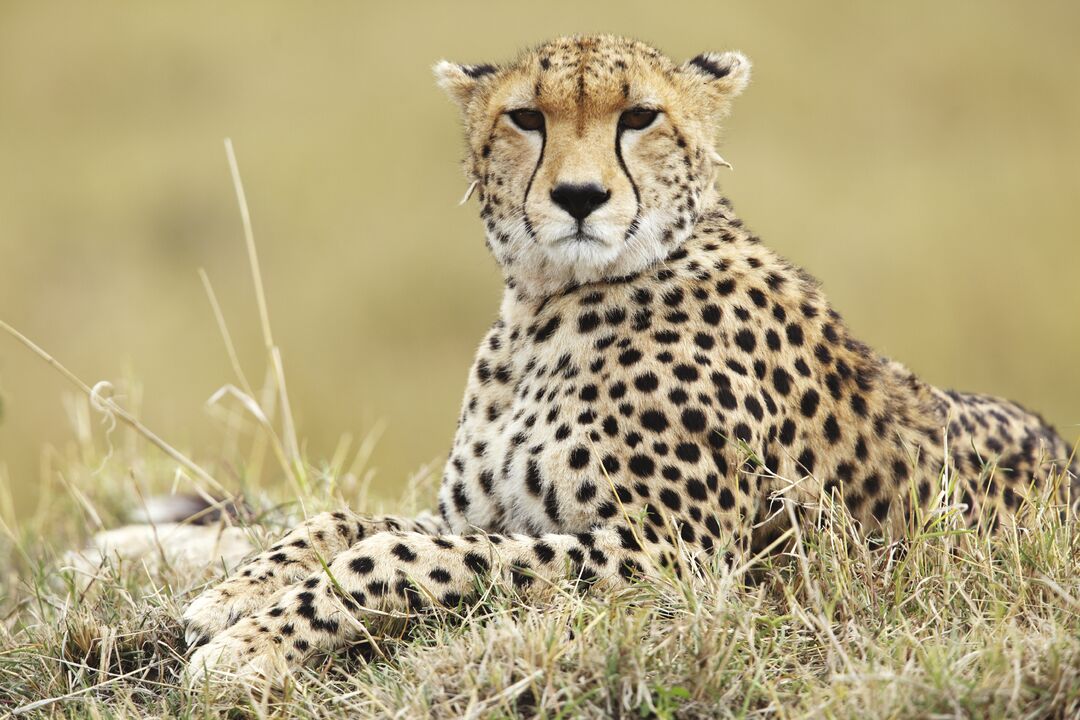 A cheetah lying on the ground, looking forwards