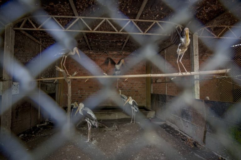 Storks in a small cage at Cu Chi Water Park (c) Aaron Gekoski