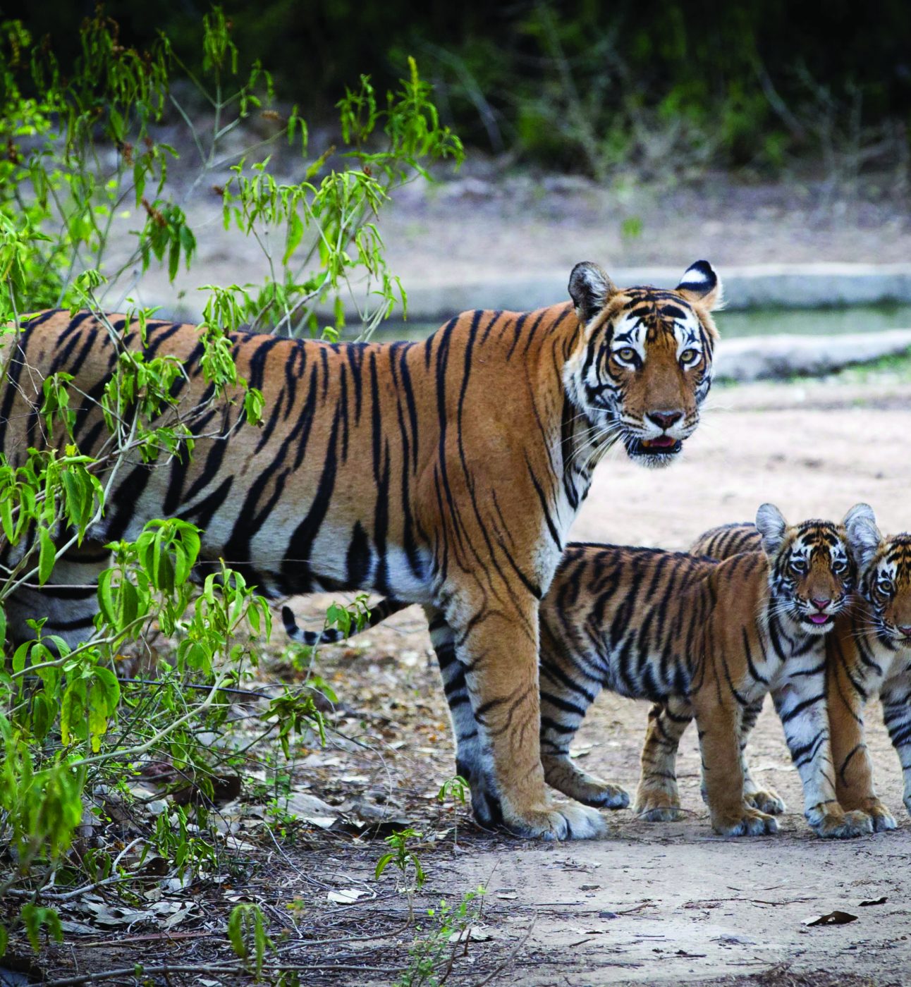 A mother tiger standing with two cubs at the entrance to a woodland area
