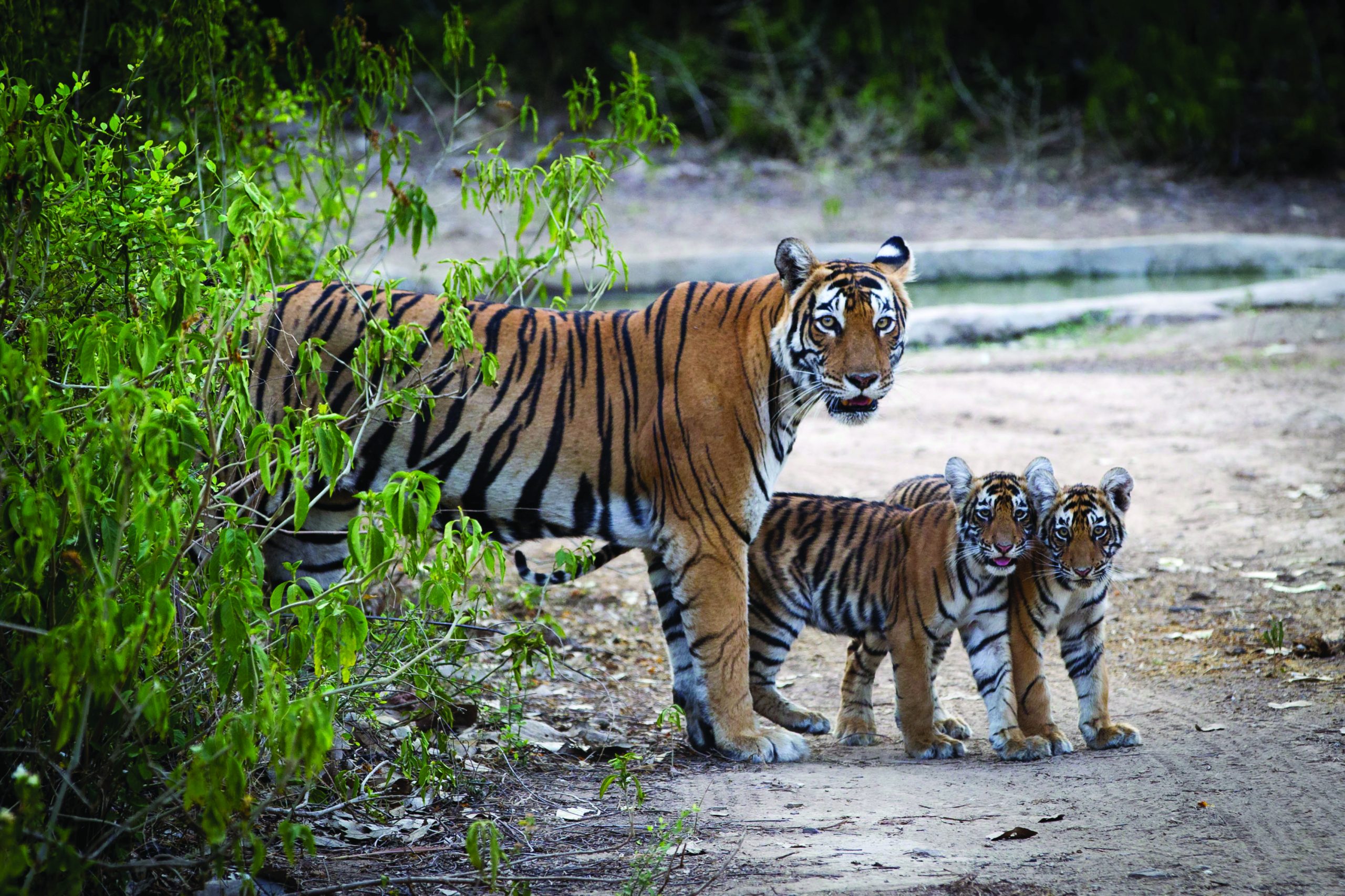 A mother tiger standing with two cubs at the entrance to a woodland area