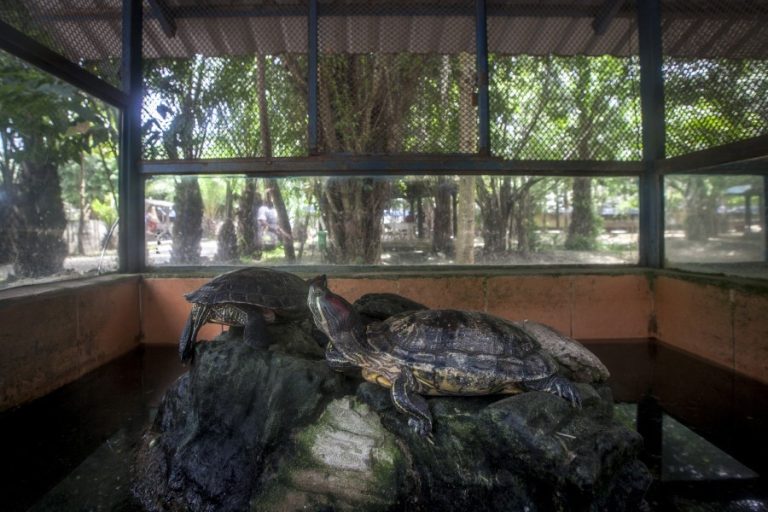 Terrapins at Cu Chi Water Park (c) Aaron Gekoski