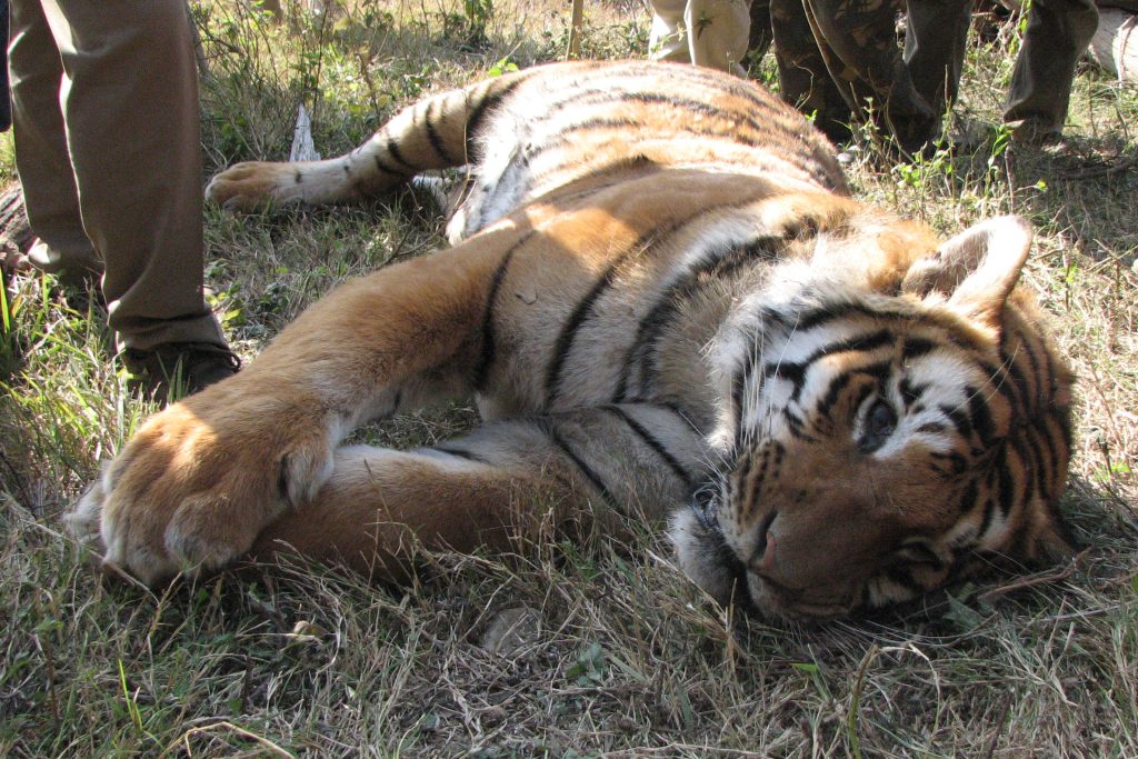 A tiger lying dead on the ground