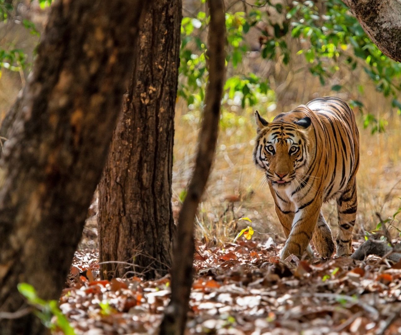 A tiger walking through the forest