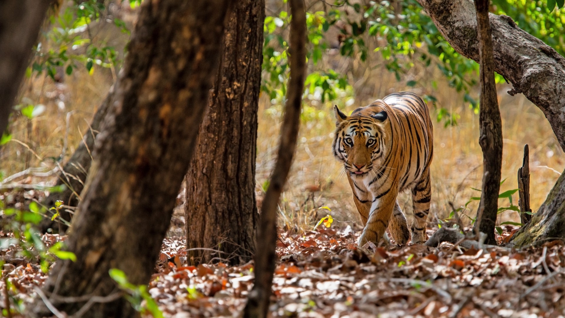 A tiger walking through the forest