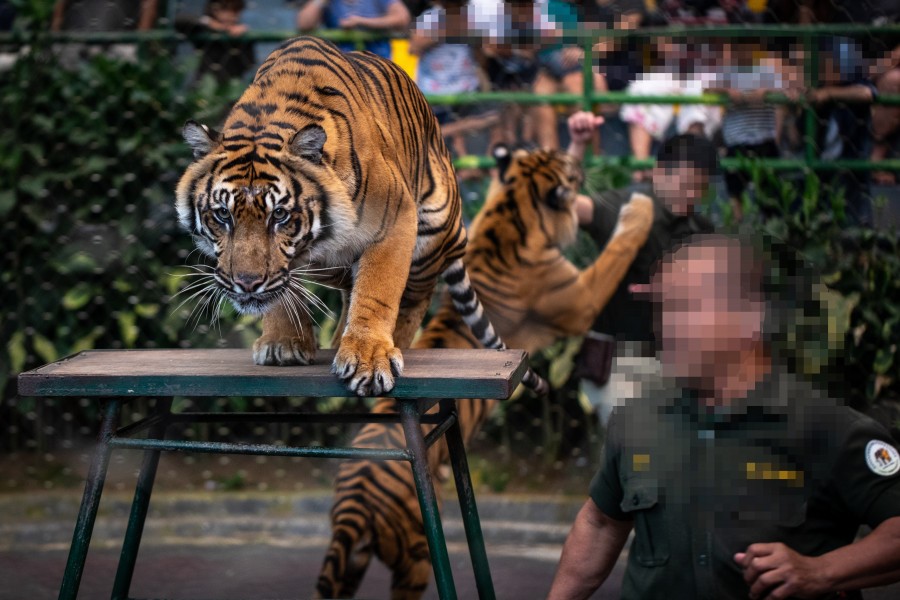 Tigers being made to perform in show for an audience at Taman Safari