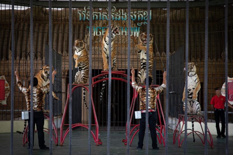 Tigers on podiums during show at Phnom Penh Safari Zoo (c) Aaron Gekoski