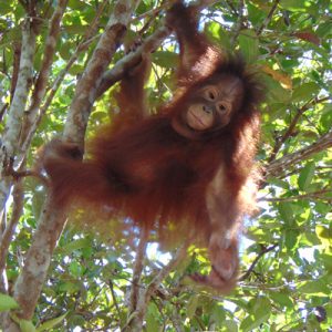 A young orangutan hangs from a tree