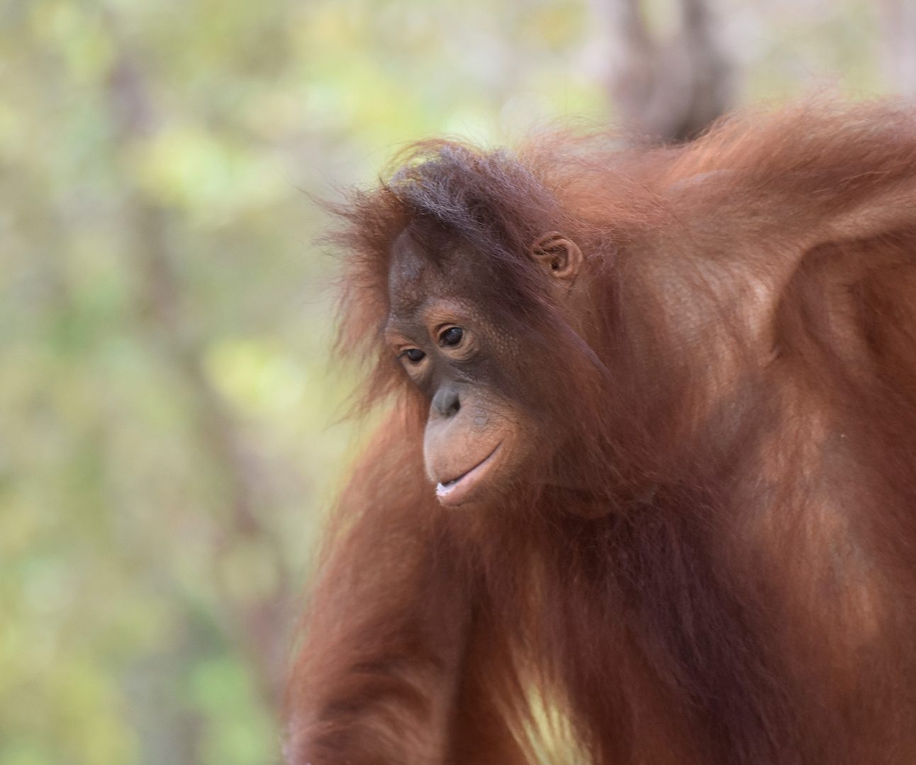 Timtom the orangutan hanging from a tree