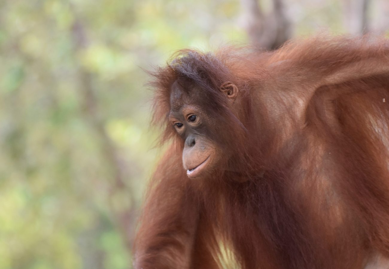 Timtom the orangutan hanging from a tree