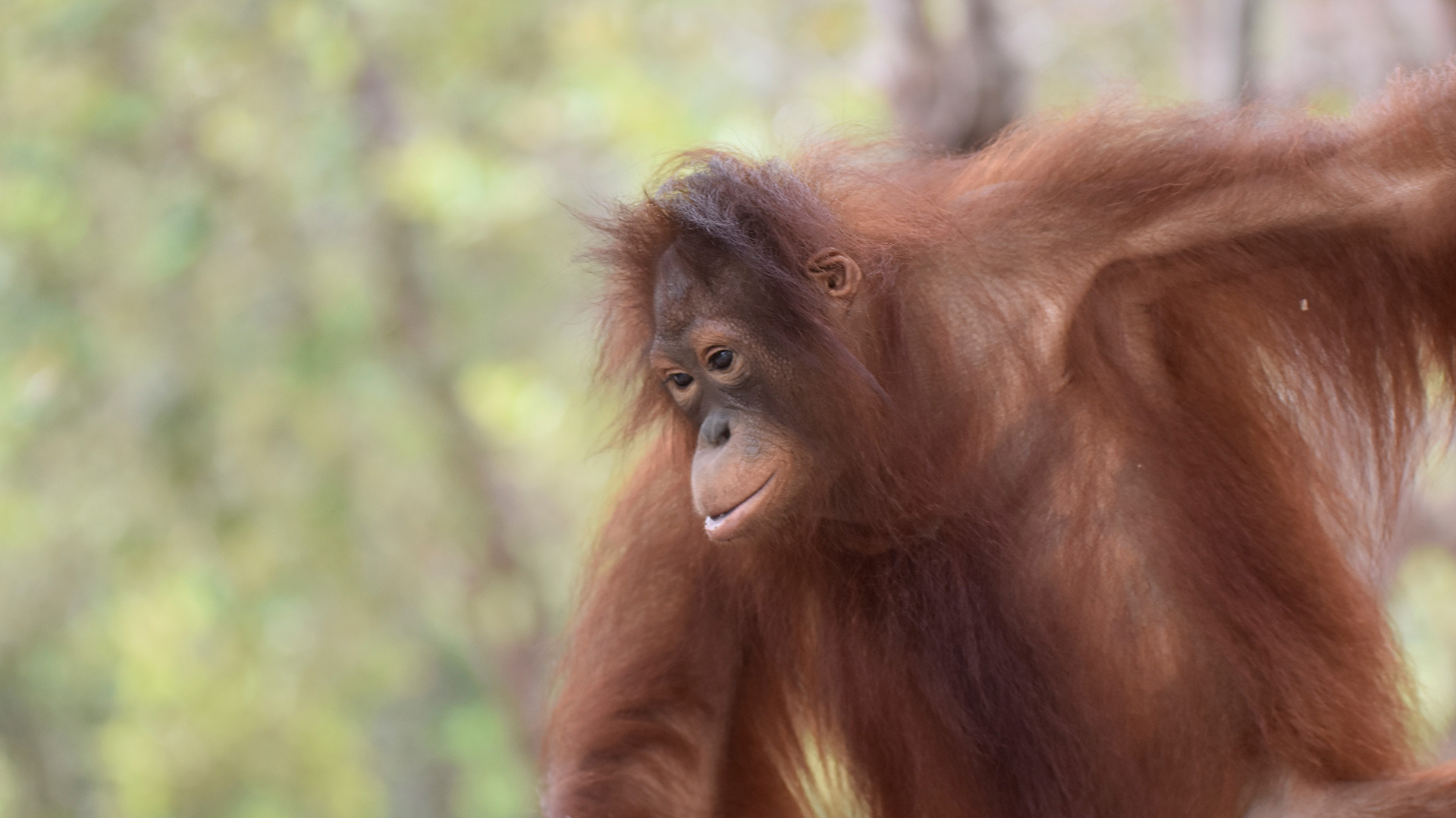 Timtom the orangutan hanging from a tree