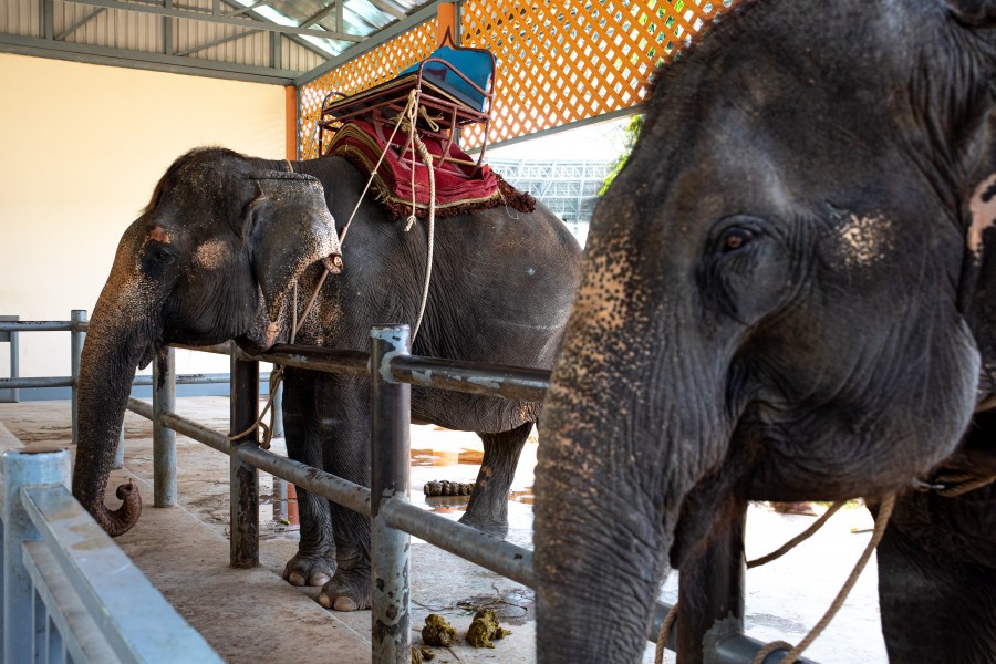 Trekking elephants wearing howdah saddles