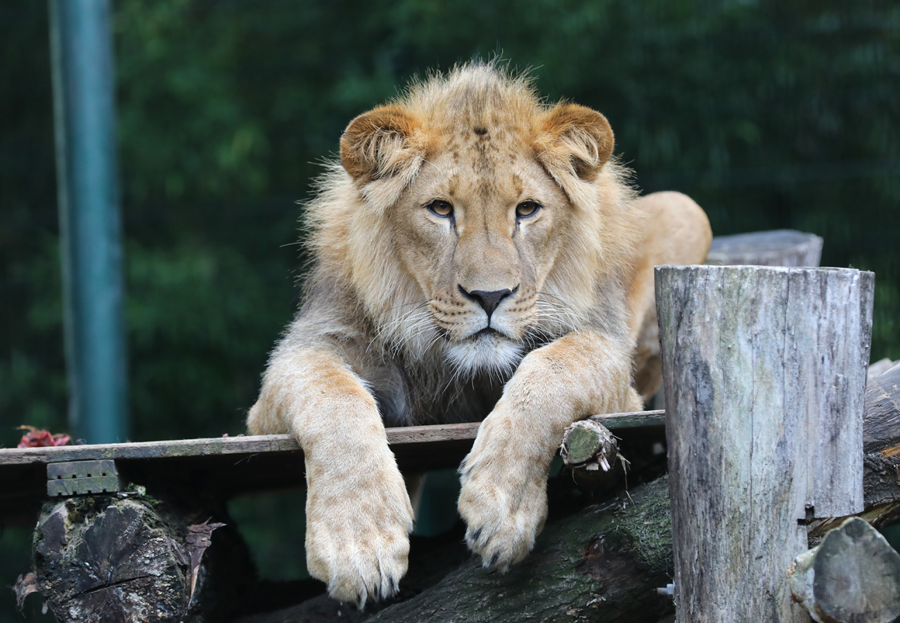 A young male lion is lying on a wooden platform, leaning forward over the edge