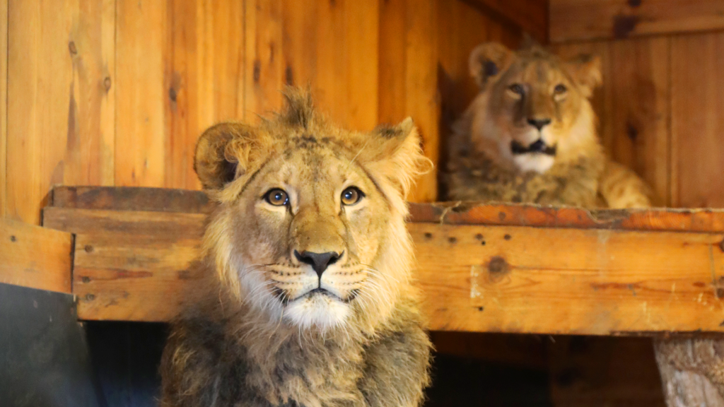 A young male lions sits facing the camera, while a second young male lion sits on a wooden platform behind him