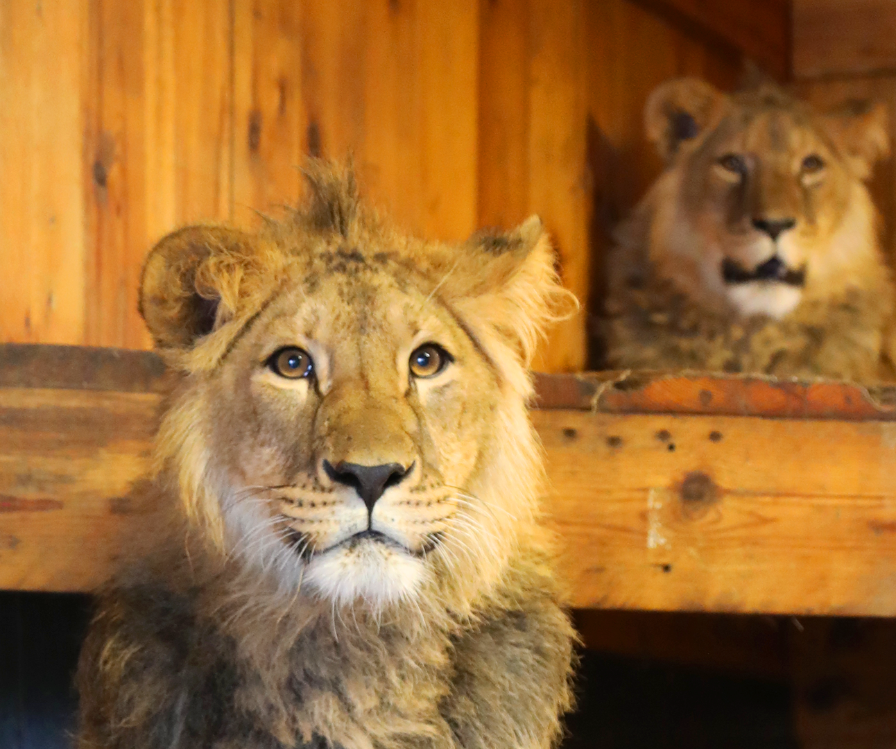 A young male lions sits facing the camera, while a second young male lion sits on a wooden platform behind him