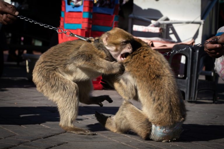 Two chained barbary macaques fighting in Jemaa el-Fna Square (c) Aaron Gekoski