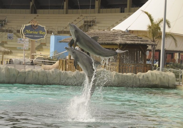 Two dolphins leaping out of a pool during a show at Marineland (c) Born Free