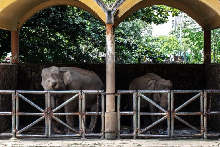 Two elephants being kept in separate small pens at Saigon Zoo (c) Aaron Gekoski