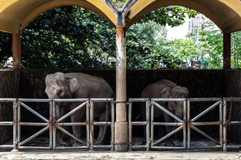 SAIGON ZOO & BOTANICAL GARDENS GALLERY