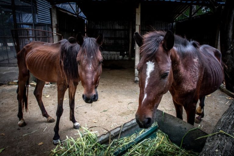 Two horses at Cu Chi Water Park (c) Aaron Gekoski
