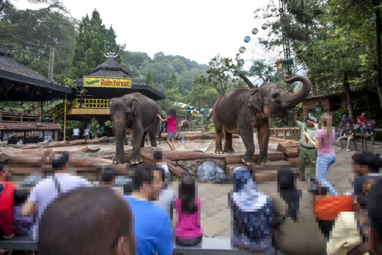 Two performing elephants with members of the public interacting with them at Taman Safari (c) Aaron Gekoski