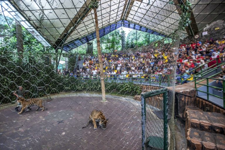 Two tigers in a cage in front of an audience at Taman Safari (c) Aaron Gekoski