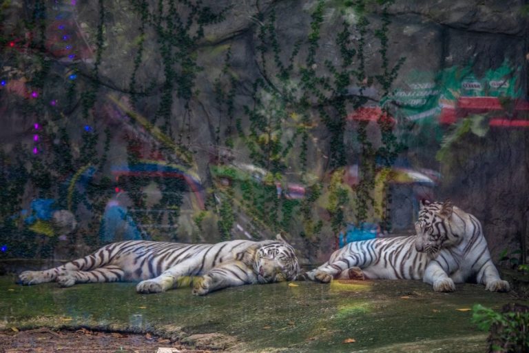 Two white tigers in a small cage at Saigon Zoo (c) Aaron Gekoski