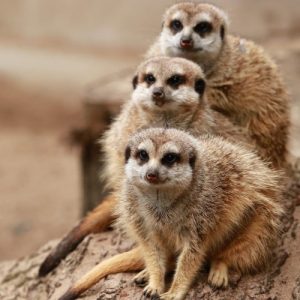 Three meerkats stand behind each other, looking over each other's heads