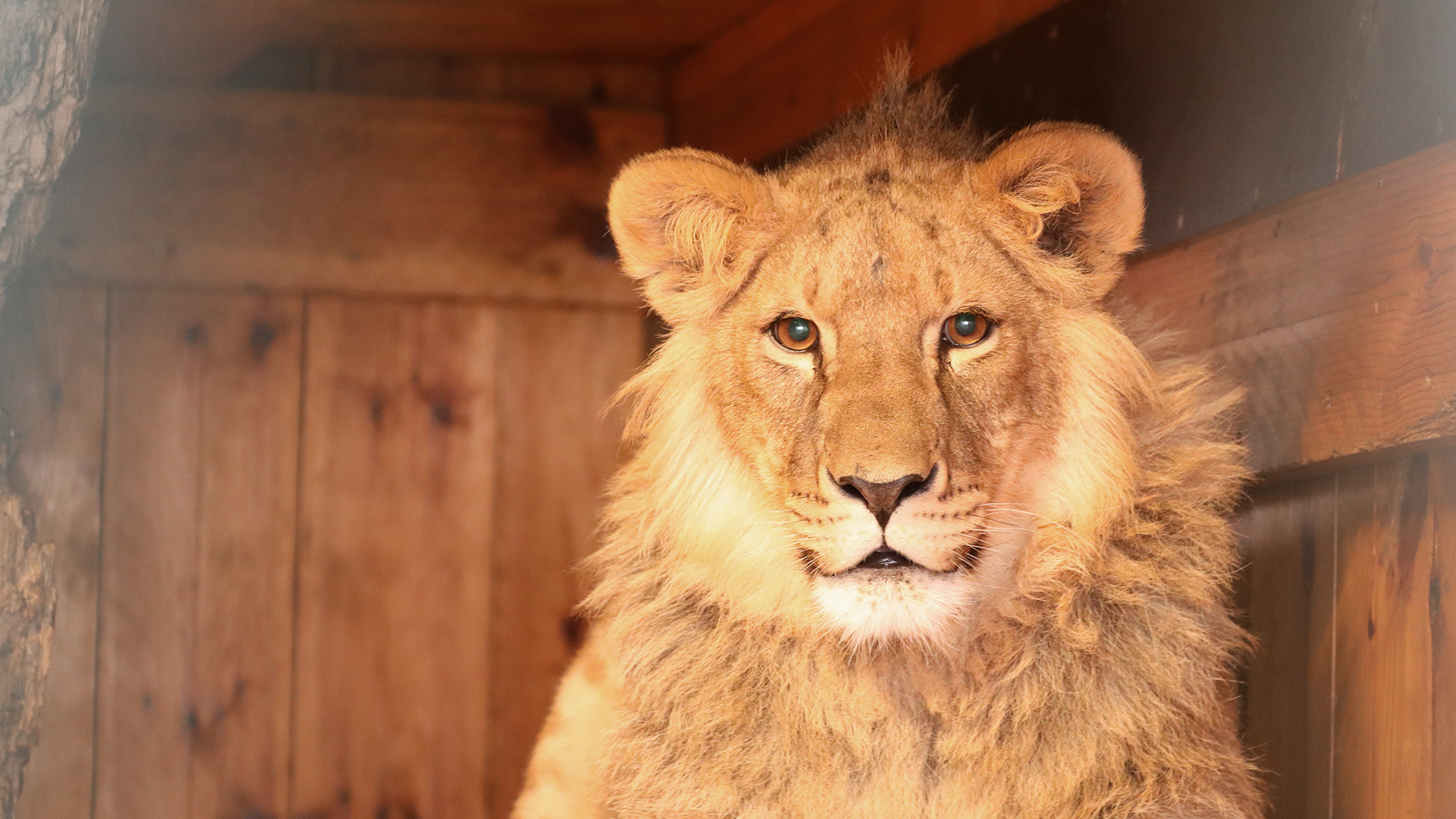 A young male lion stares directly at the camera