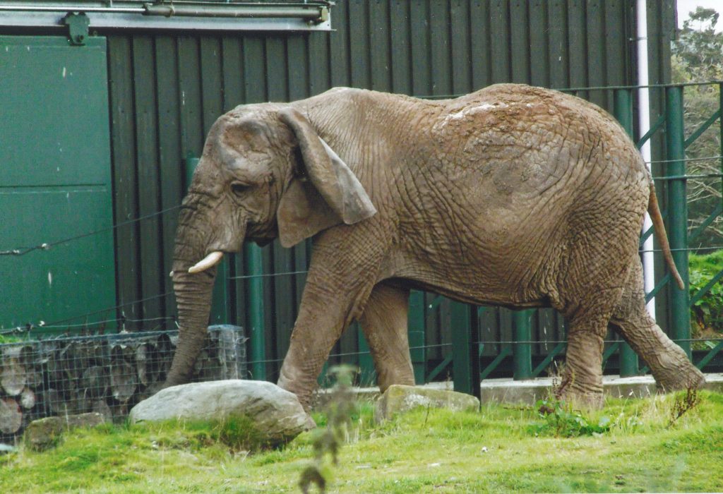 A elephant paces a zoo enclosure on its own