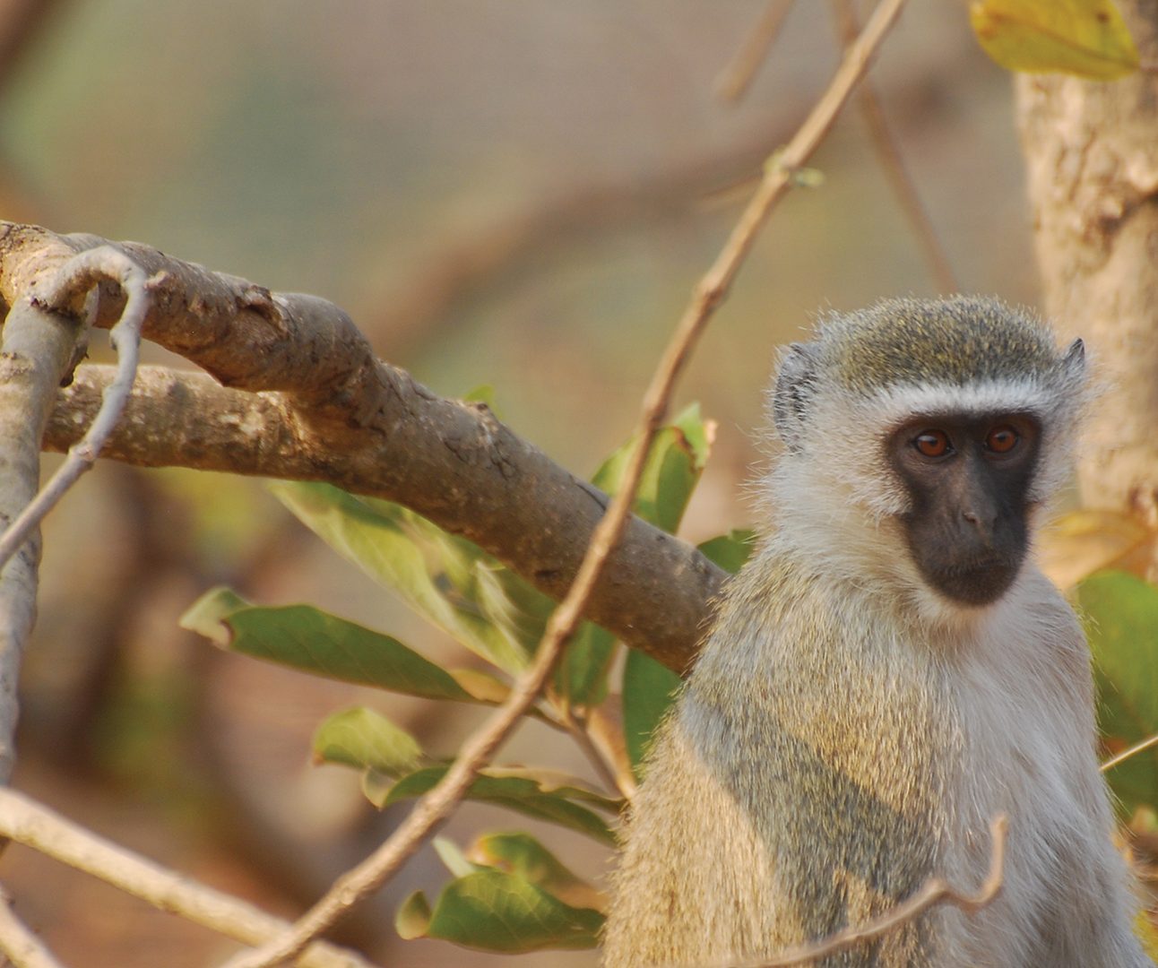 A vervet monkey is sitting in the branches of a tree