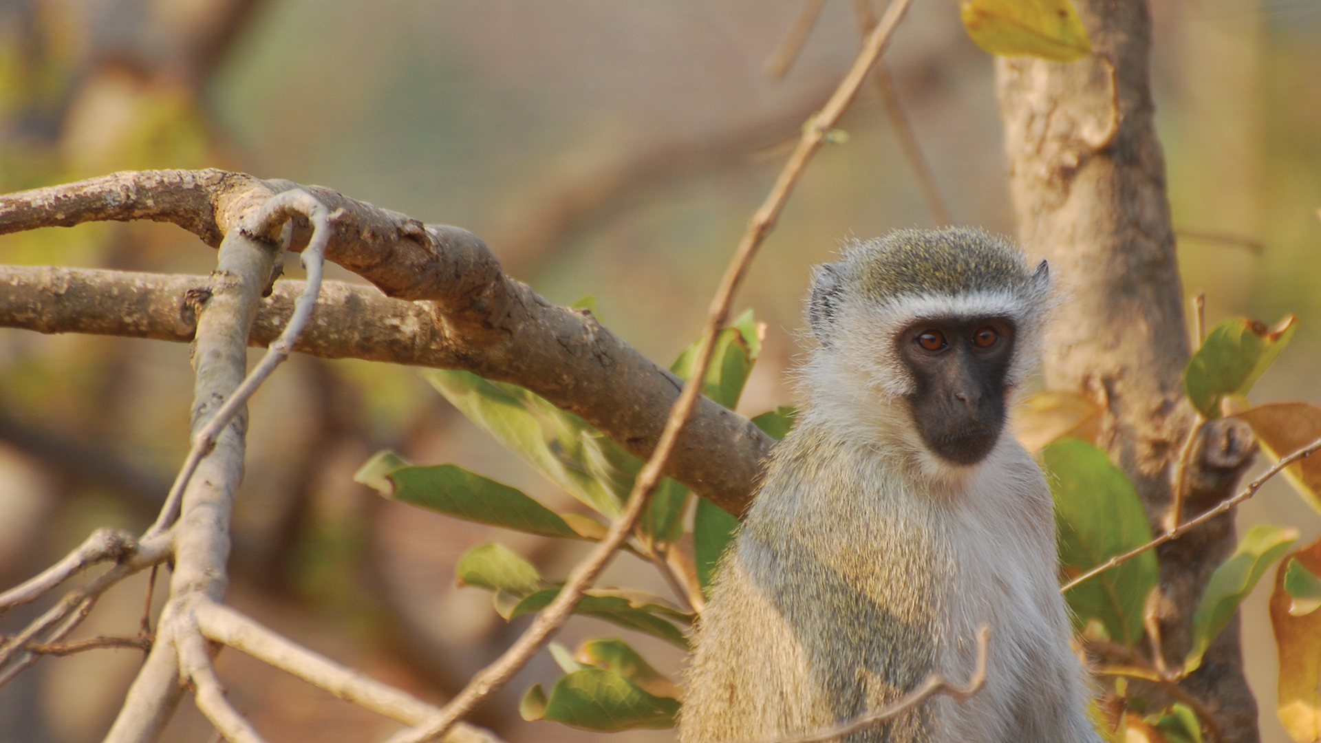 A vervet monkey is sitting in the branches of a tree