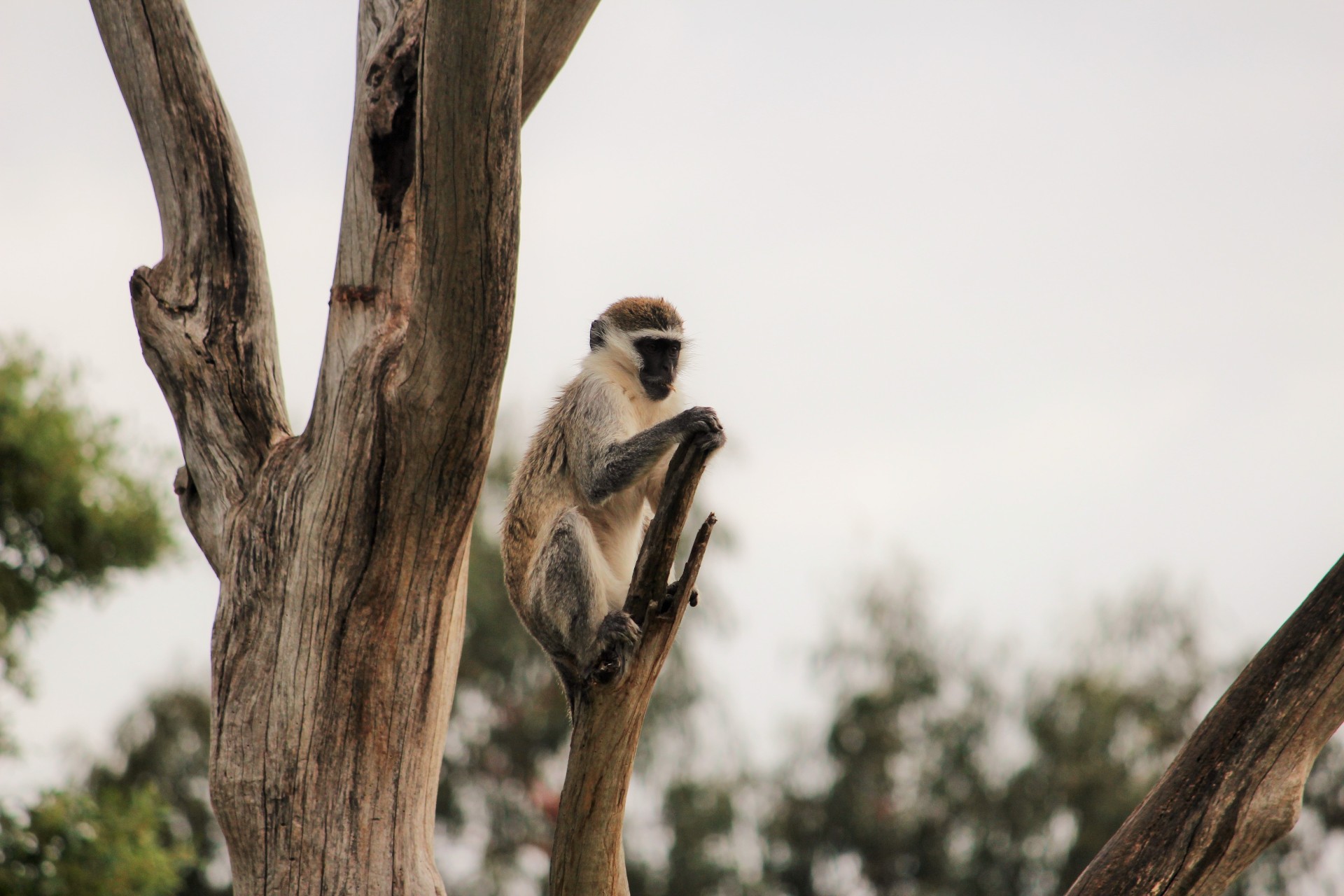 A vervet sitting high up in the branches of a tree